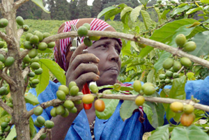 kenya-coffee