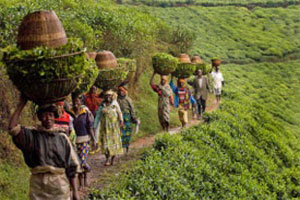 Rwanda: Increased Coffee Production to Boost Economic Growth - CEPAR