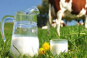New breeding technology to boost milk production