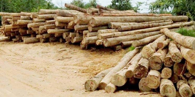 The Timber Industry Review in Kenya | ABDAS - Africa information and