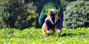 Tea exports Food